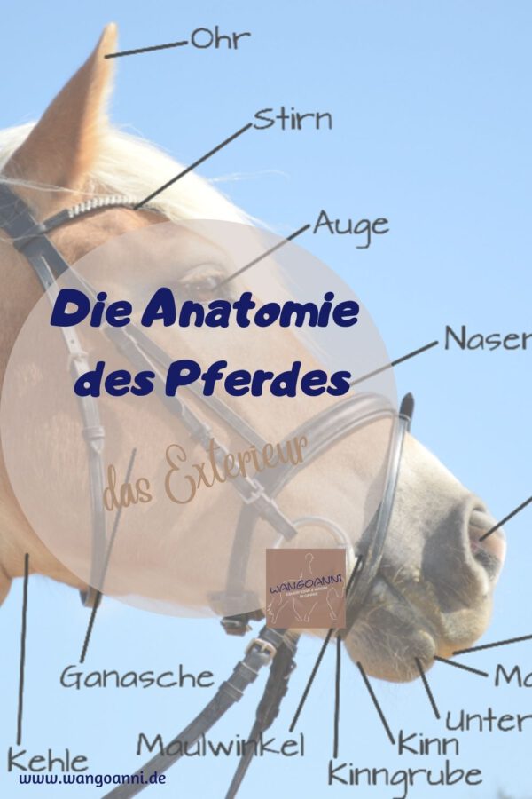 Anatomie Pferd Exterieur