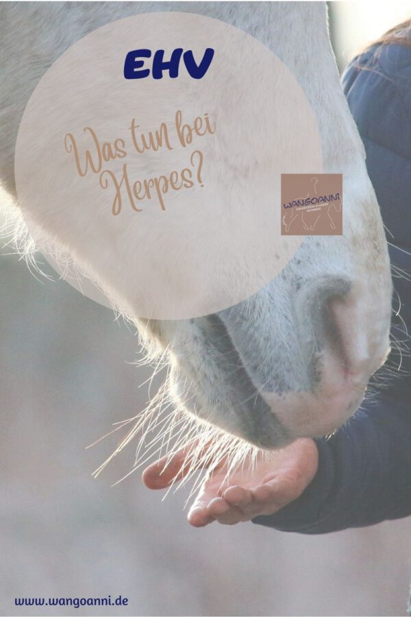 Herpes bei Pferden