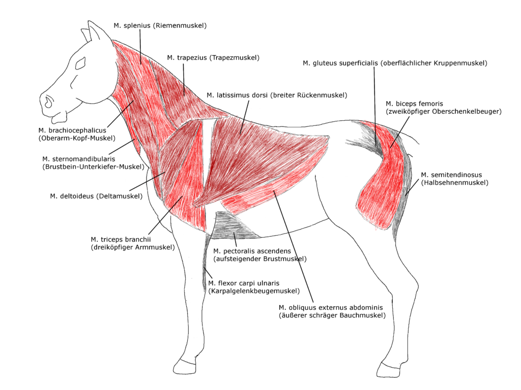 Halsmuskulatur Pferd Aufbauen